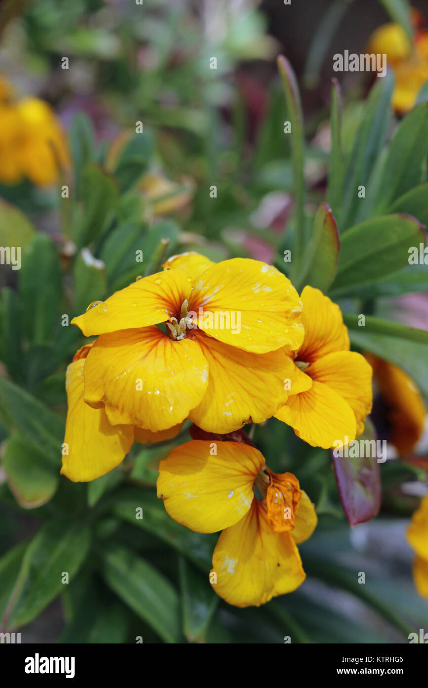 Yellow wallflower (Erysimum cheiri) flowers with a blurred background of leaves and flowers. Stock Photo
