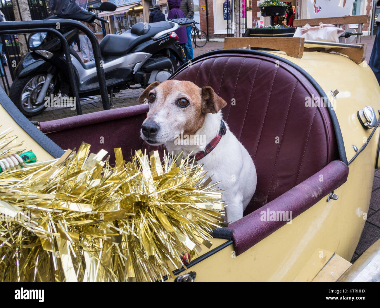 Jack Russell terrier dog sat in the passenger seat of a three wheel open top kit car, with Christmas tinsel. Stock Photo