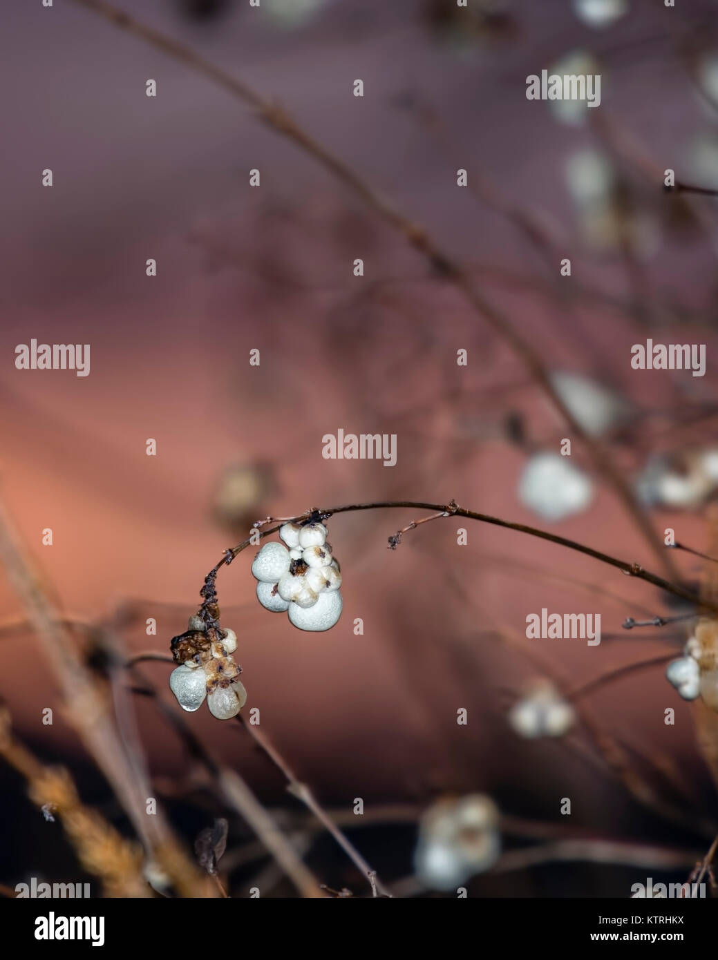 The snowberry is the only berry to be found in Winter, and is loved by many bird species. Berries photographed against gorgeous sunset. Stock Photo