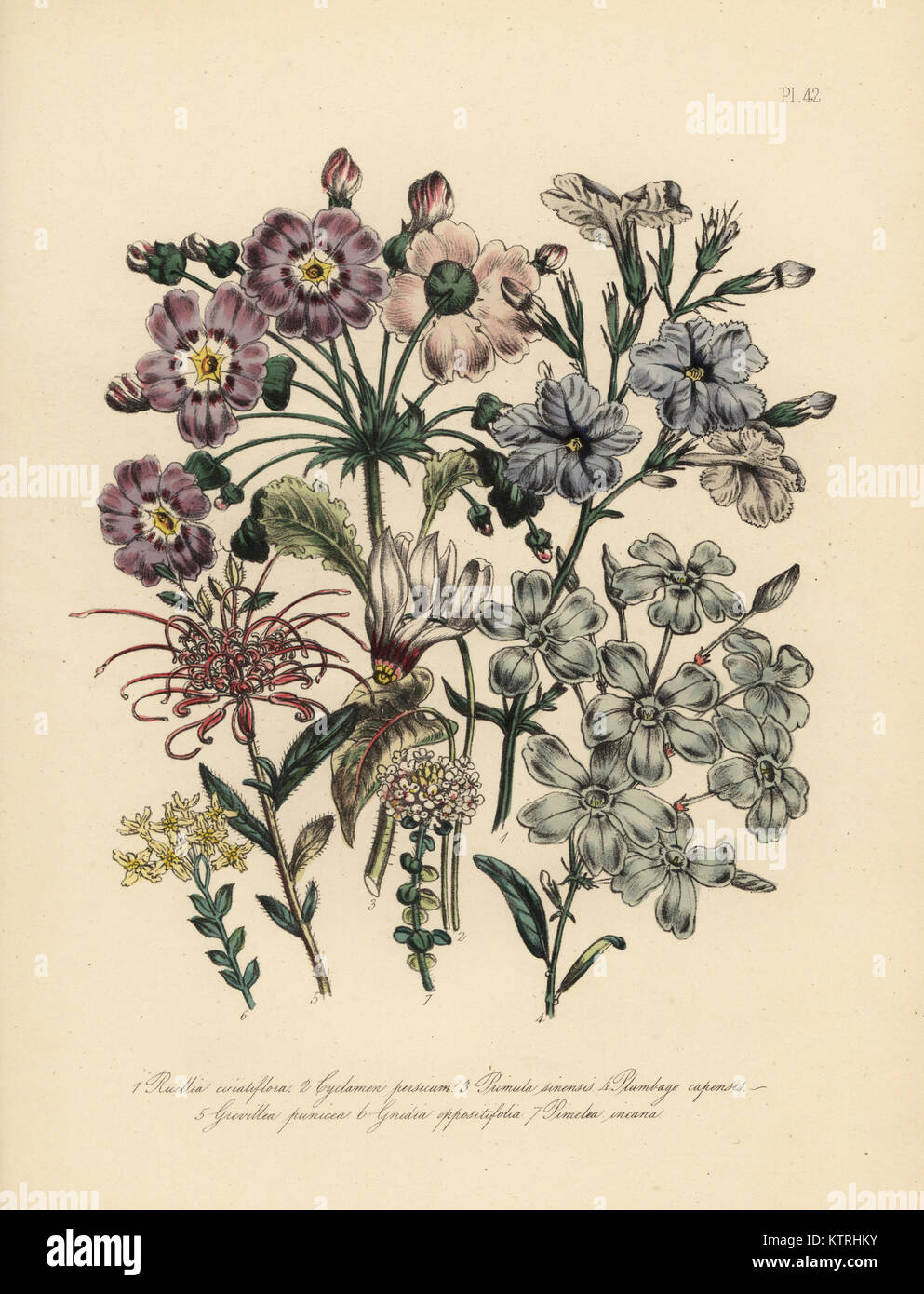 Fringe-flowered ruellia, Ruellia ciliatiflora, Persian cyclamen, Cyclamen persicum, Chinese primrose, Primula sinensis, Cape leadwort, Plumbago capensis, crimson grevillea, Grevillea punicea, opposite-leaved gnidia, Gnidia oppositifolia, and hoary pimelea, Pimelea incana. Handfinished chromolithograph by Henry Noel Humphreys after an illustration by Jane Loudon from Mrs. Jane Loudon's Ladies Flower Garden or Ornamental Greenhouse Plants, William S. Orr, London, 1849. Stock Photo