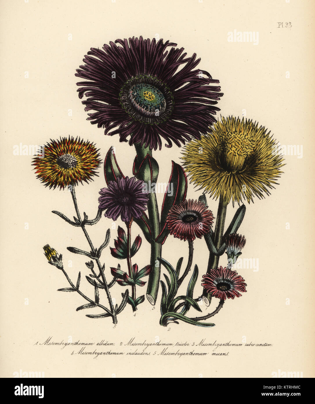 White-leaved fig marigold, Mesembryanthemum albidum, three-coloured, M. tricolor, red-edged, M. rubrocinctum, never-closing fig marigold, M. inclaudens, and glittering fig marigold, M. micans. Handfinished chromolithograph by Henry Noel Humphreys after an illustration by Jane Loudon from Mrs. Jane Loudon's Ladies Flower Garden or Ornamental Greenhouse Plants, William S. Orr, London, 1849. Stock Photo
