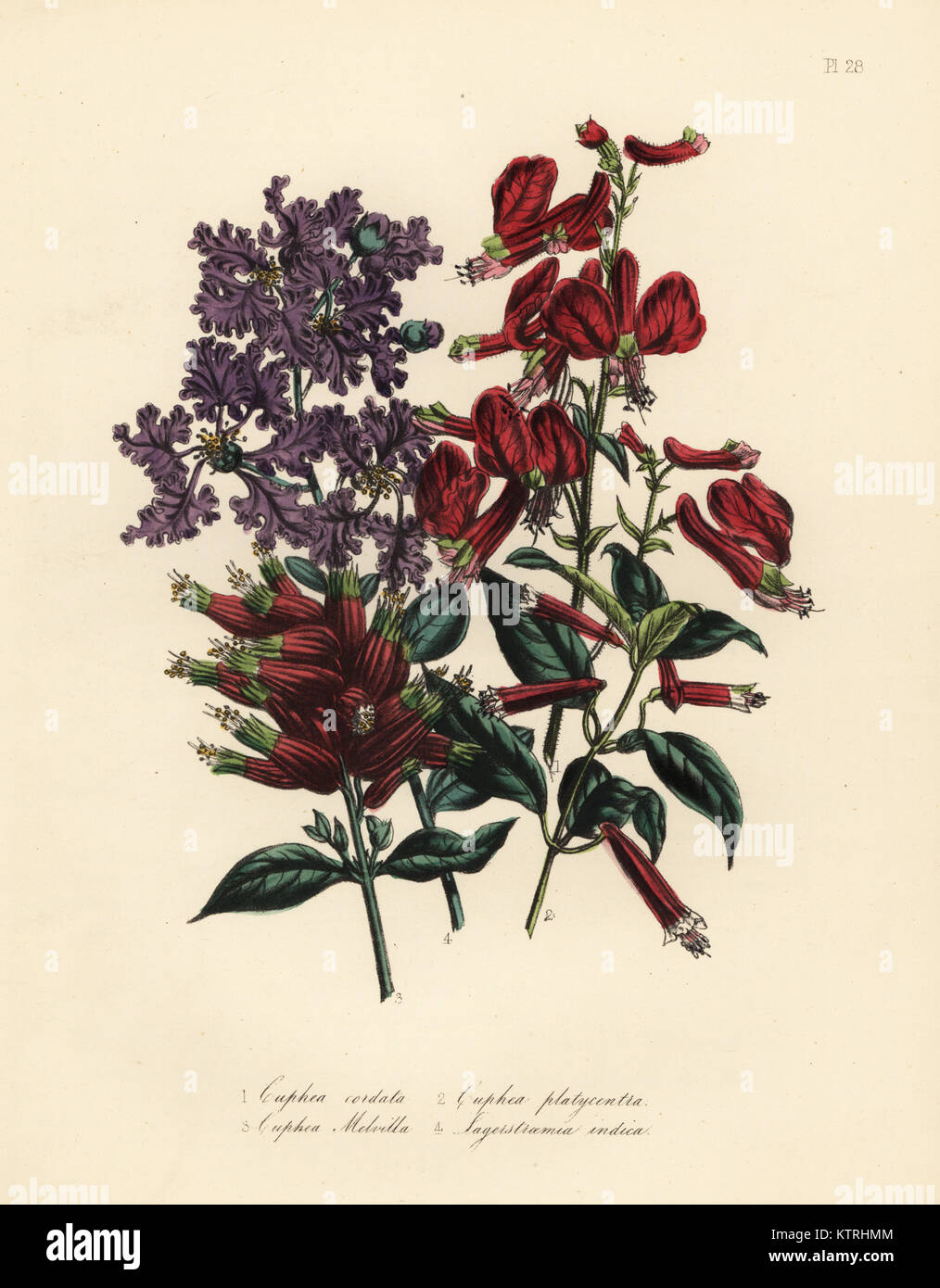 Heart-shaped cuphea, Cuphea cordata, broad-centred cuphea, Cuphea platycentra, General Melville's cuphea, Cuphea melvilla, and Indian lagerstroemia, Lagerstroemia indica. Handfinished chromolithograph by Henry Noel Humphreys after an illustration by Jane Loudon from Mrs. Jane Loudon's Ladies Flower Garden or Ornamental Greenhouse Plants, William S. Orr, London, 1849. Stock Photo