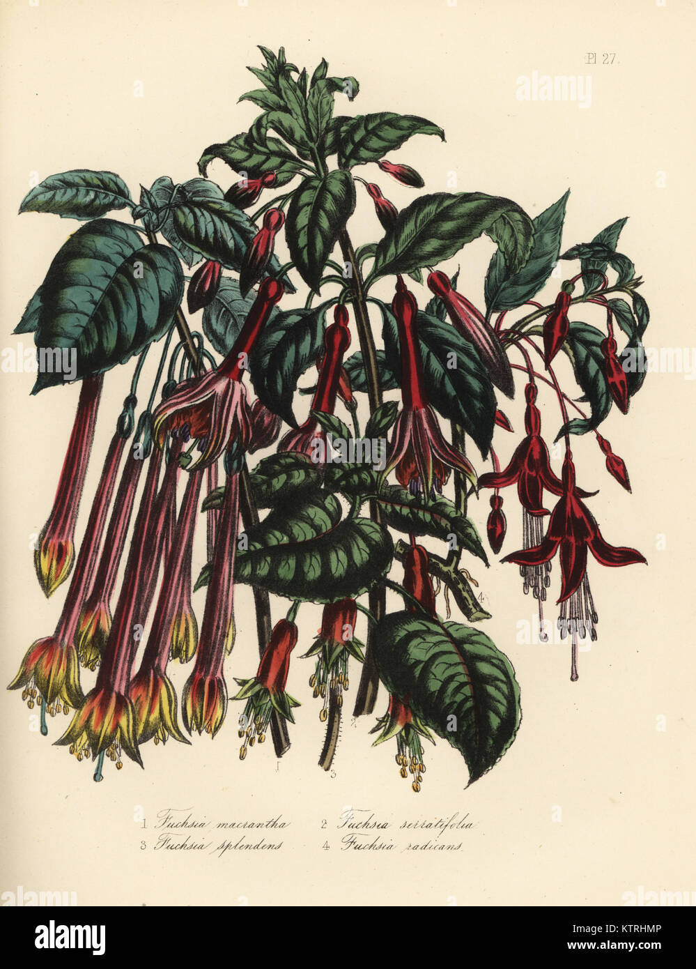 Long-flowered fuchsia, Fuchsia macrantha, serrated-leaved, Fuchsia serratifolia, splendid, Fuchsia splendens, and rooting fuchsia, Fuchsia radicans. Handfinished chromolithograph by Henry Noel Humphreys after an illustration by Jane Loudon from Mrs. Jane Loudon's Ladies Flower Garden or Ornamental Greenhouse Plants, William S. Orr, London, 1849. Stock Photo