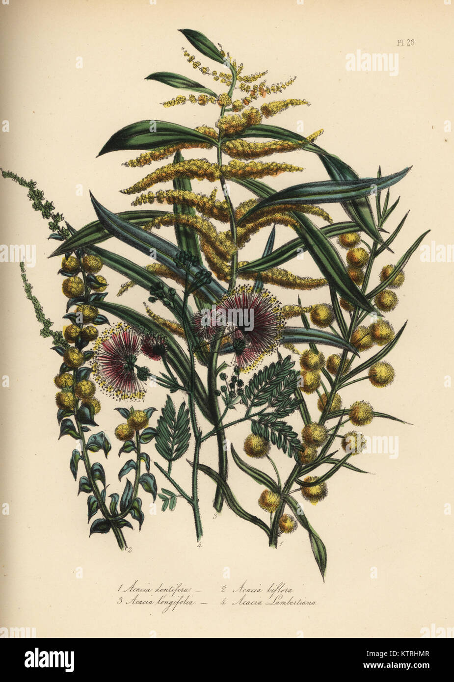 Toothed acacia, Acacia dentifera, twin-flowered, Acacia biflora, long-leaved, Acacia longifolia, and Mr. Lambert's acacia, Acacia lambertiana. Handfinished chromolithograph by Henry Noel Humphreys after an illustration by Jane Loudon from Mrs. Jane Loudon's Ladies Flower Garden or Ornamental Greenhouse Plants, William S. Orr, London, 1849. Stock Photo