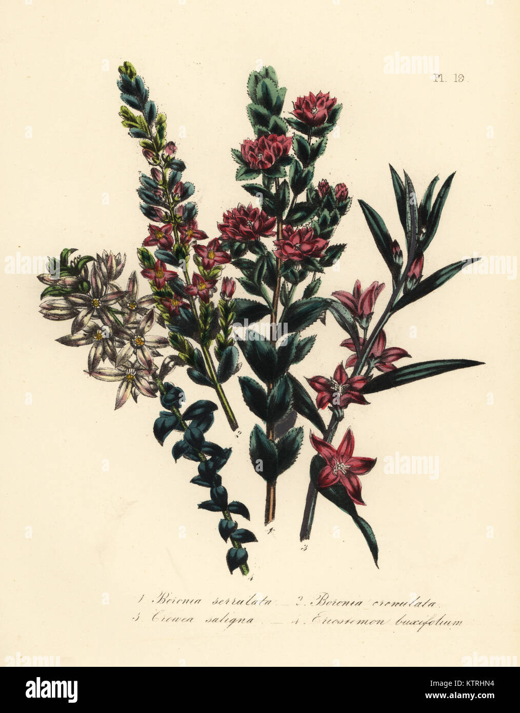 Saw-leaved boronia, Boronia serrulata, crenated, Boronia crenulata, willow-leaved crowea, Crowea saligna, and box-leaved eriostemon, Eriostemon buxifolium. Handfinished chromolithograph by Noel Humphreys after an illustration by Jane Loudon from Mrs. Jane Loudon's Ladies Flower Garden or Ornamental Greenhouse Plants, William S. Orr, London, 1849. Stock Photo