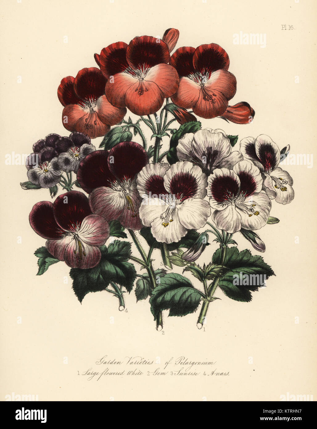 Garden varieties of Pelargoniums: large flowered white, gem, sunrise and anais. Handfinished chromolithograph by Noel Humphreys after an illustration by Jane Loudon from Mrs. Jane Loudon's Ladies Flower Garden or Ornamental Greenhouse Plants, William S. Orr, London, 1849. Stock Photo