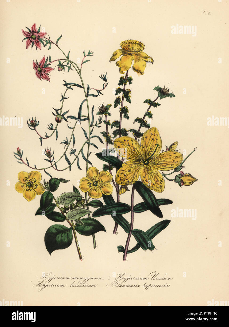 Chinese St. John's wort, Hypericum monogynum, Nepal St. John's wort, Hypericum uralum, Majorca St. John's wort, Hypericum baleericum, and Hypericum-like reaumuria, Reaumuria alternifolia Reaumuria hypericoides. Handfinished chromolithograph by Noel Humphreys after an illustration by Jane Loudon from Mrs. Jane Loudon's Ladies Flower Garden or Ornamental Greenhouse Plants, William S. Orr, London, 1849. Stock Photo