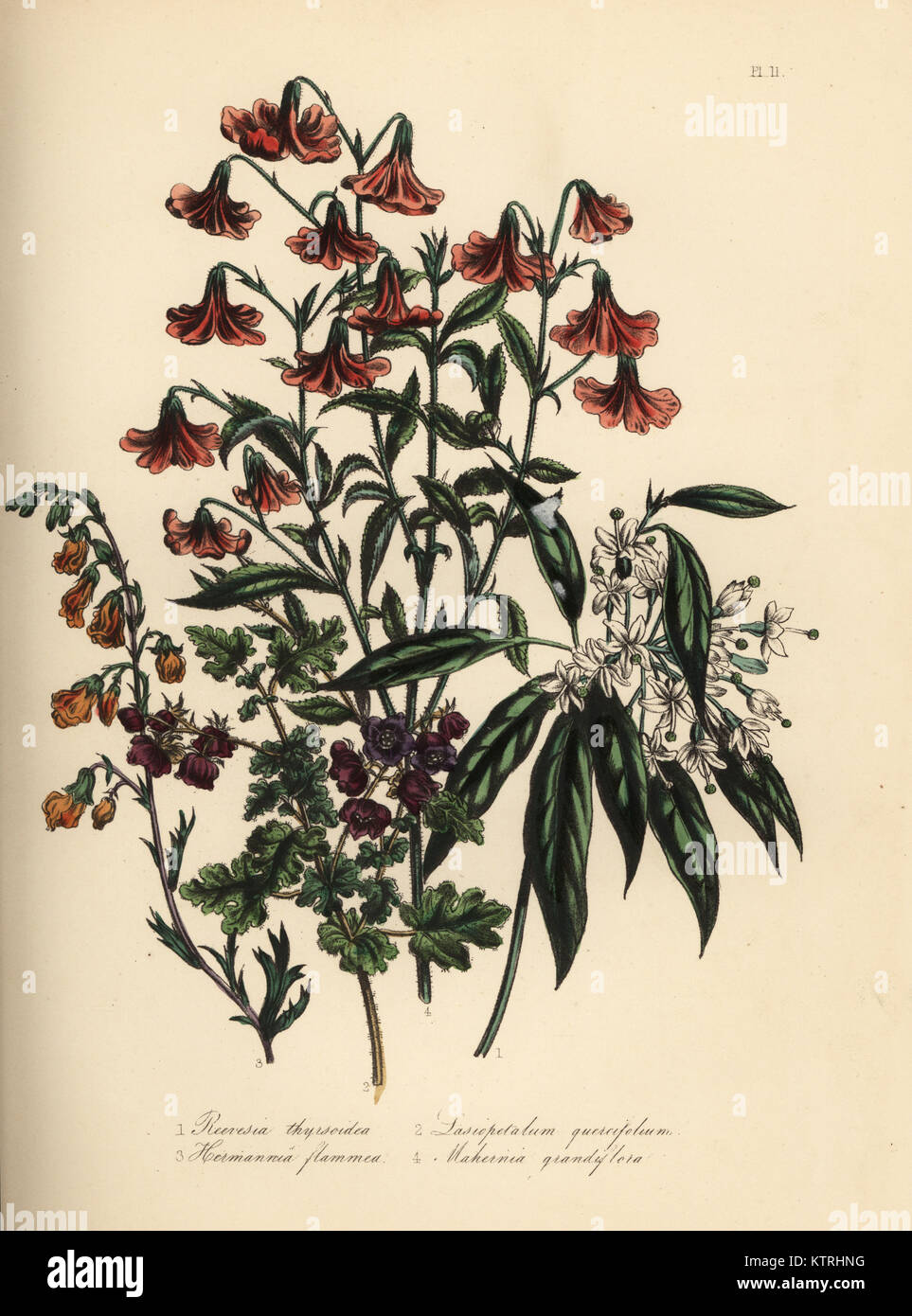 Thyrse-flowered reevesia, Reevesia thyrsoidea, oak-leaved lasiopetalum, Lasiopetalum quercifolium, flame-coloured hermannia, Hermannia flammea, and large-flowered mahernia, Mahernia grandiflora. Handfinished chromolithograph by Noel Humphreys after an illustration by Jane Loudon from Mrs. Jane Loudon's Ladies Flower Garden or Ornamental Greenhouse Plants, William S. Orr, London, 1849. Stock Photo