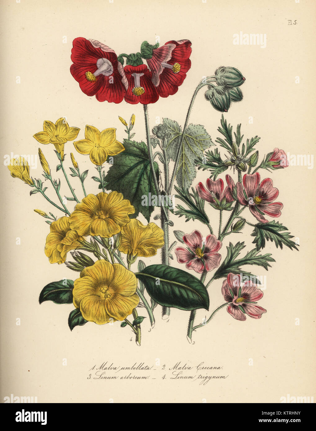 Umbellate globe-mallow, Malva umbellata, showy red-flowered mallow, Malva creeana, tree flax, Linum arboreum, and Indian flax, Linum trigynum. Handfinished chromolithograph by Noel Humphreys after an illustration by Jane Loudon from Mrs. Jane Loudon's Ladies Flower Garden or Ornamental Greenhouse Plants, William S. Orr, London, 1849. Stock Photo