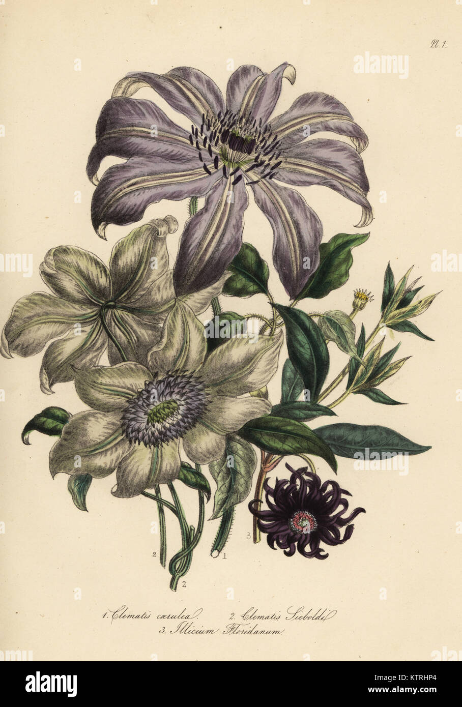Clematis varieties: blue clematis, Clematis caerulea, many-flowered clematis, Clematis sieboldii, and Florida aniseed clematis, Illicium floridanum. Handfinished chromolithograph by Noel Humphreys after an illustration by Jane Loudon from Mrs. Jane Loudon's Ladies Flower Garden or Ornamental Greenhouse Plants, William S. Orr, London, 1849. Stock Photo