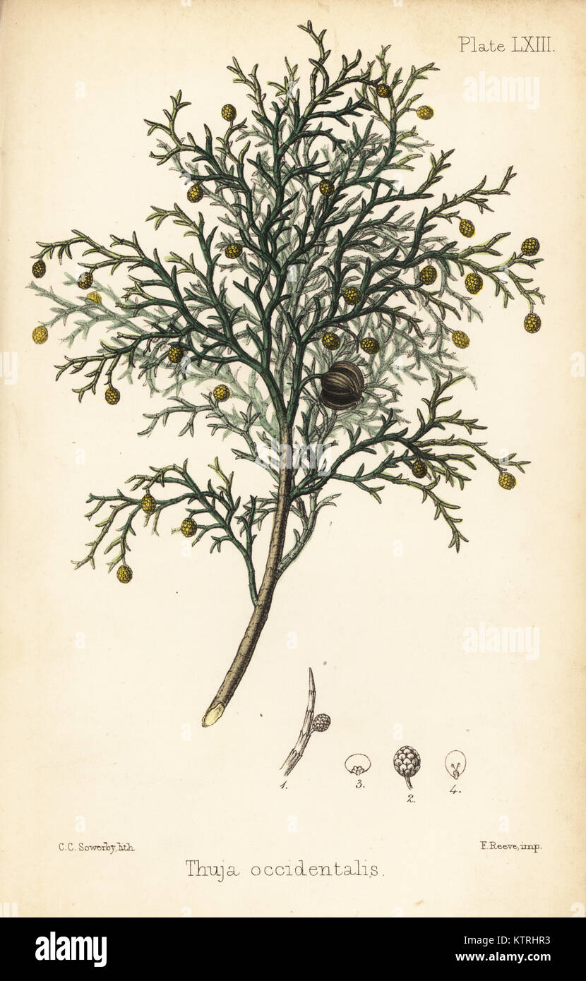 Northern white-cedar or eastern arborvitae, Thuja occidentalis. Handcoloured lithograph by Charlotte Caroline Sowerby from Edward Hamilton's Flora Homeopathica, Bailliere, London, 1852. Stock Photo