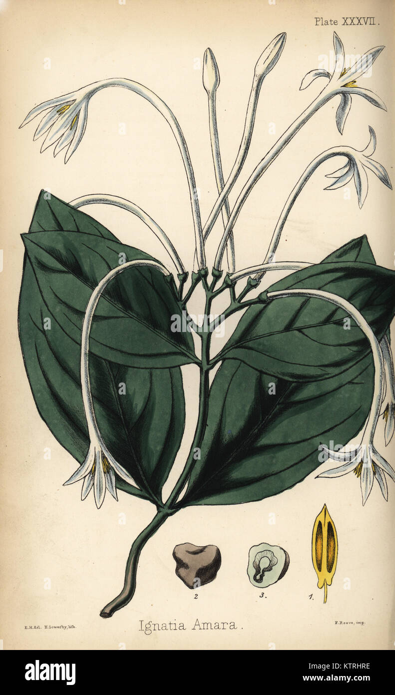 St. Ignatius bean, Strychnos ignatii (Ignatia amara). Handcoloured lithograph by Henry Sowerby after an illustration by Edward Hamilton from Edward Hamilton's Flora Homeopathica, Bailliere, London, 1852. Stock Photo