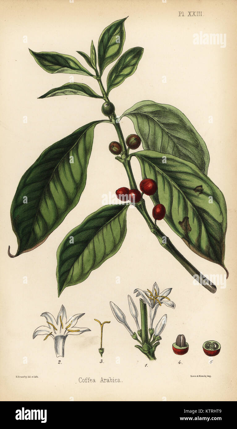 Coffee plant, flower, berry and bean, Coffea arabica. Handcoloured illustration drawn and lithographed by Henry Sowerby from Edward Hamilton's Flora Homeopathica, Bailliere, London, 1852. Stock Photo