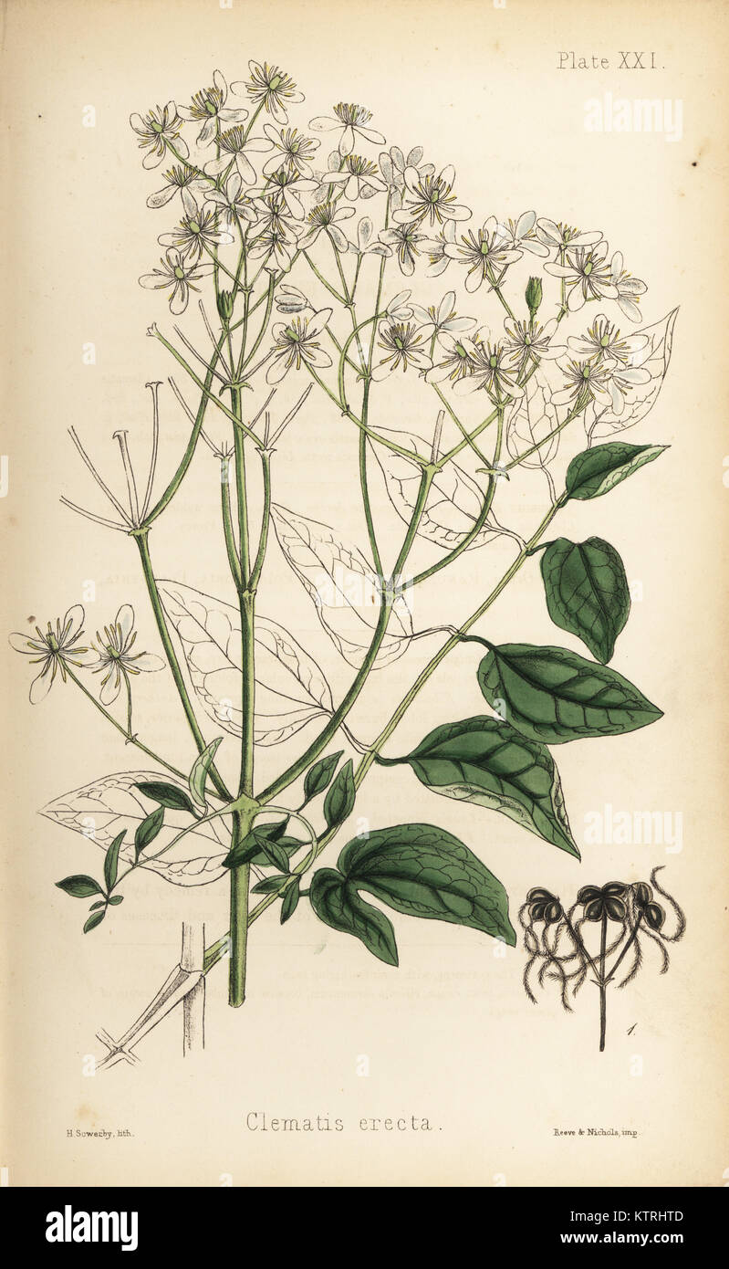 Upright virgin's bower, Clematis recta (Clematis erecta). Handcoloured lithograph by Henry Sowerby from Edward Hamilton's Flora Homeopathica, Bailliere, London, 1852. Stock Photo