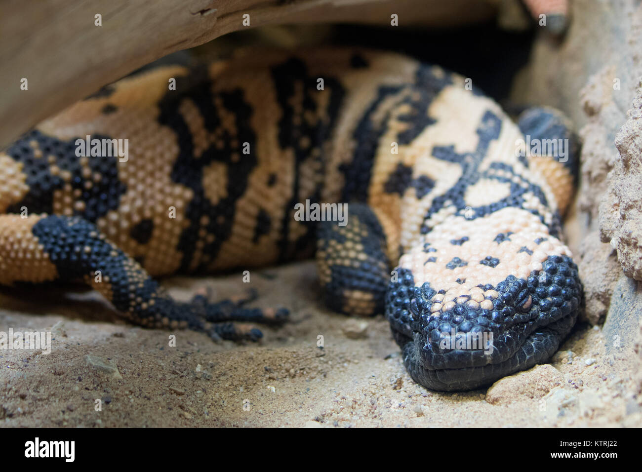 Gila monster Heloderma suspectum - Bronx Zoo Series Stock Photo - Alamy