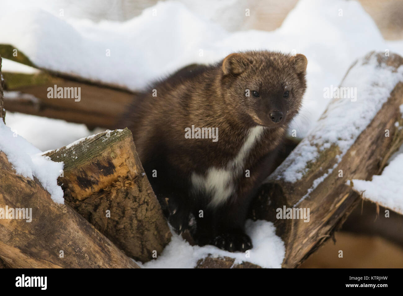 The fisher (Pekania pennanti) in winter Stock Photo - Alamy