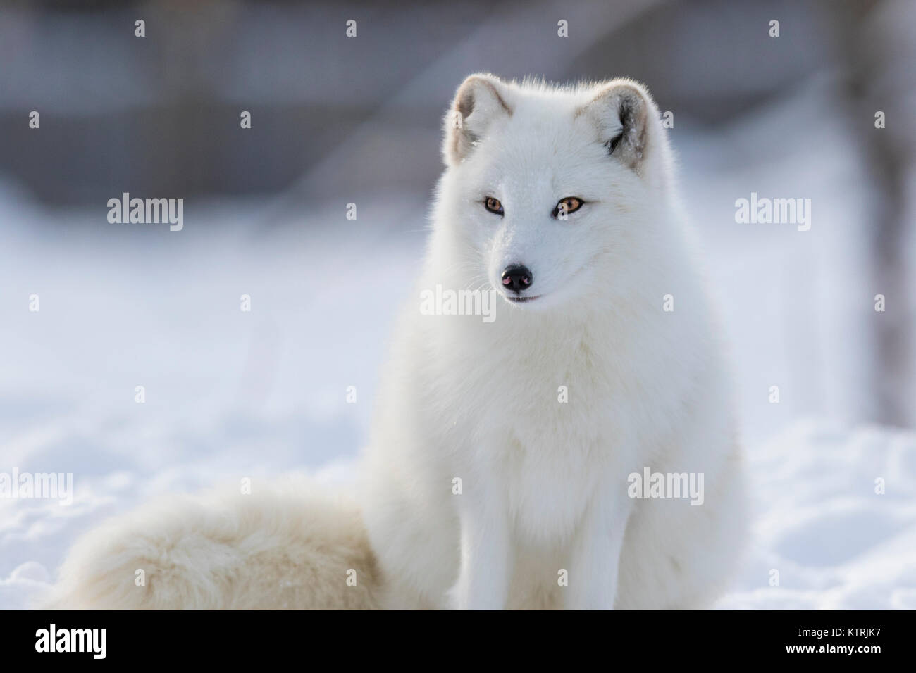 White winter wildlife hi-res stock photography and images - Alamy
