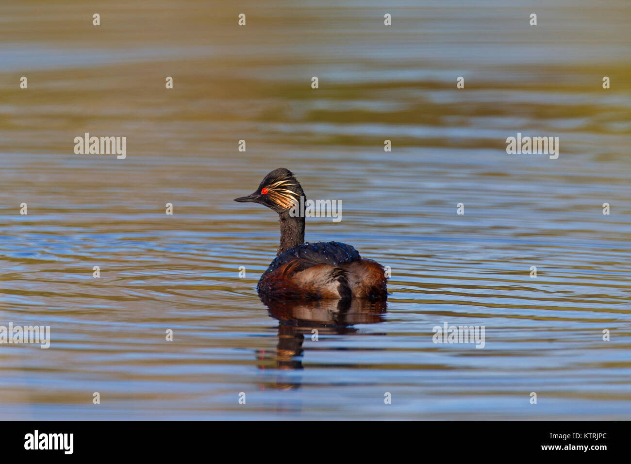 Black-necked grebe / eared grebe (Podiceps nigricollis) swimming in breeding plumage in spring Stock Photo