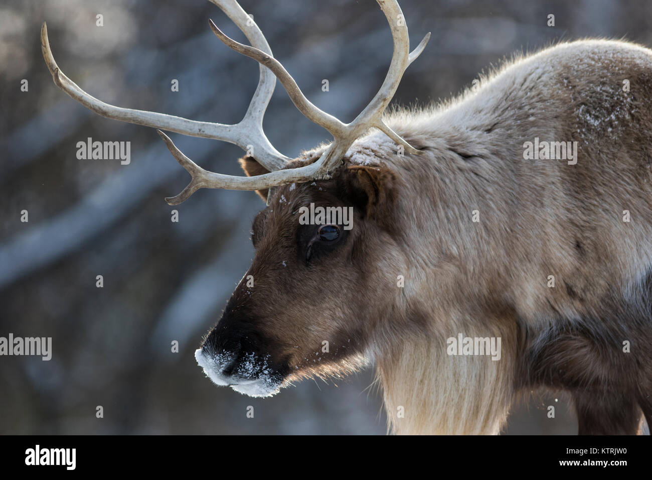 woodland caribou in winter Stock Photo
