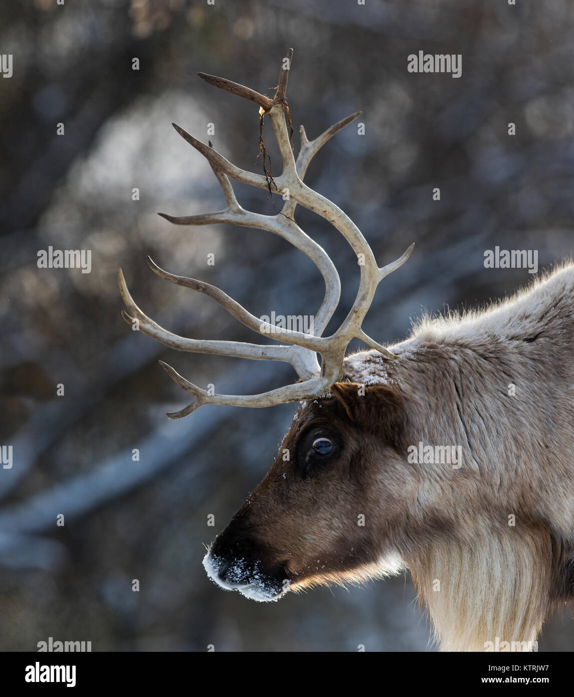 woodland caribou in winter Stock Photo