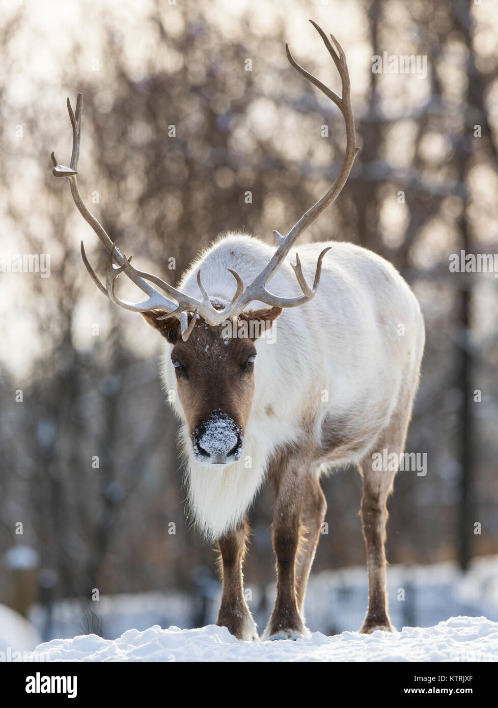 woodland caribou in winter Stock Photo