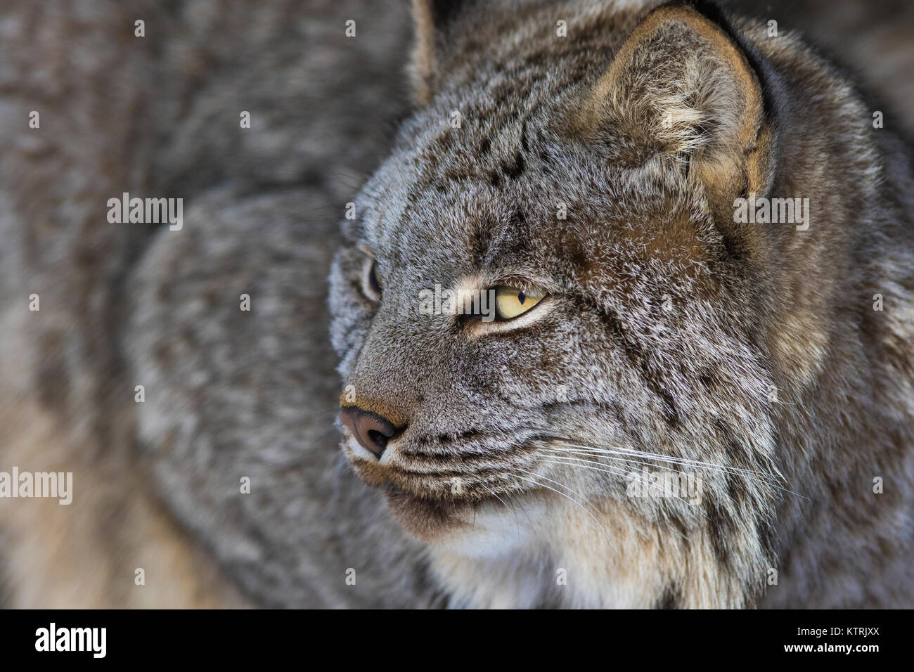 canada lynx in winter Stock Photo