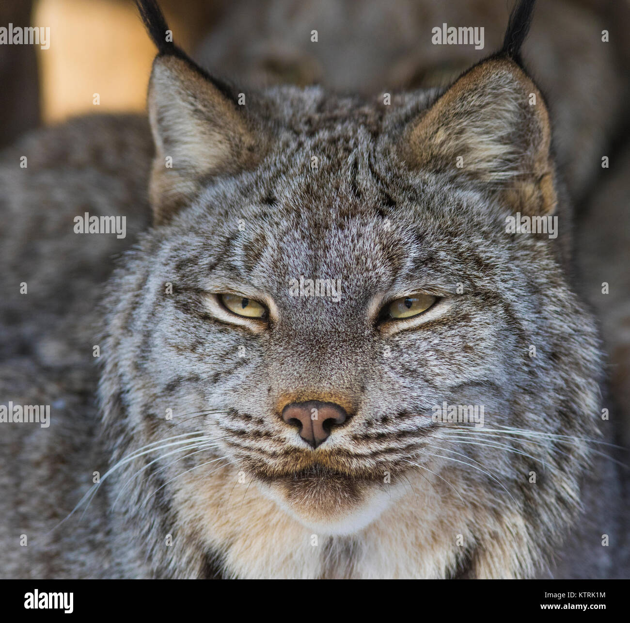 canada lynx in winter Stock Photo