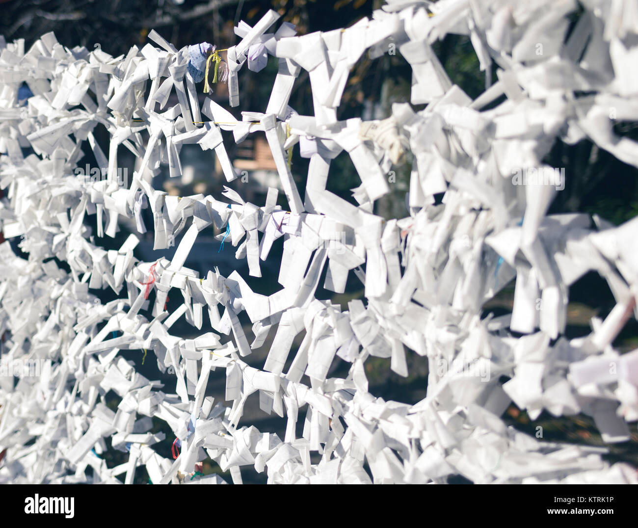 O-mikuji strips of paper with written fortune tied at Yasui Konpiragu Shinto Shrine in Gion district, Kyoto, Japan 2017. Stock Photo