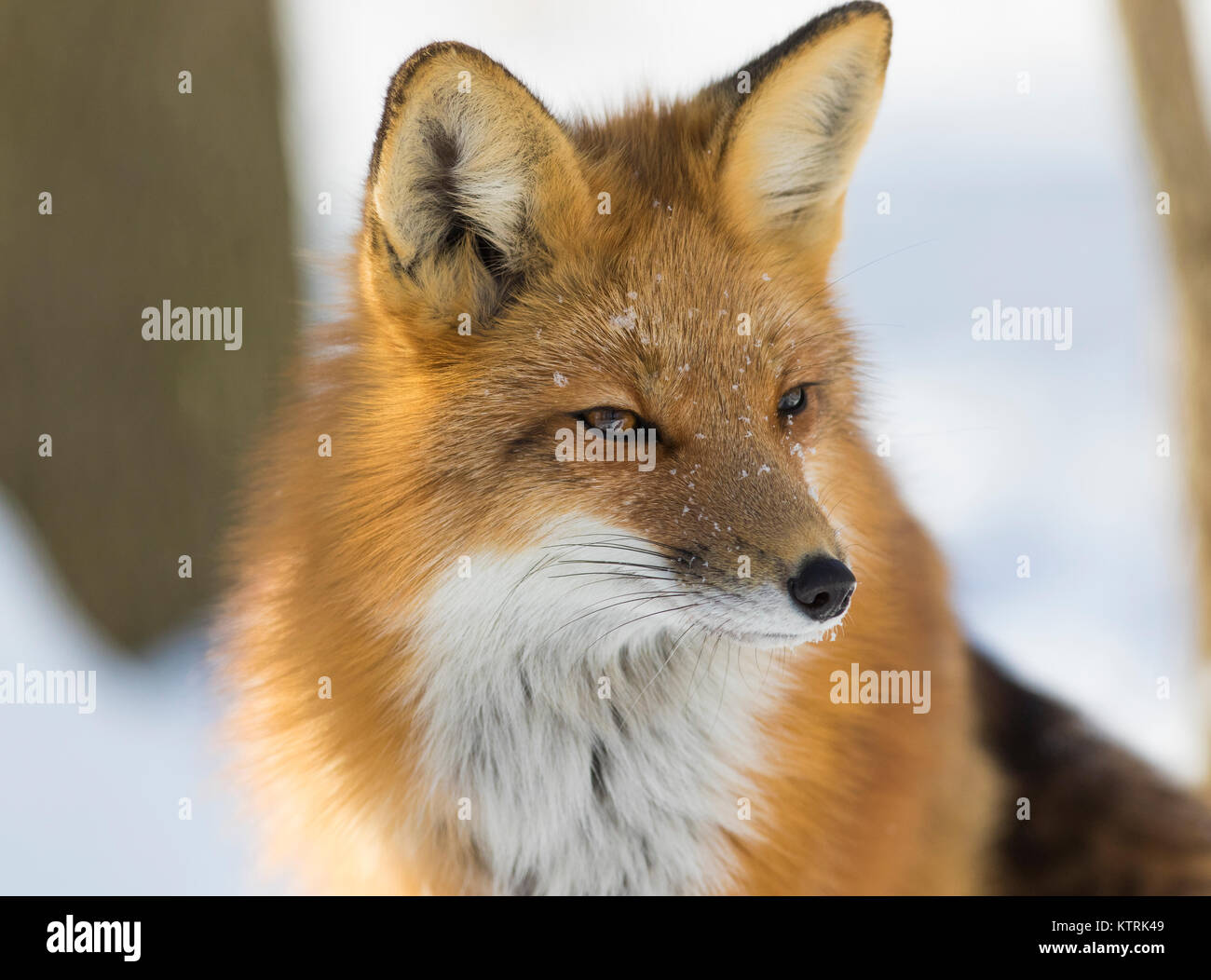 red fox portrait in winter Stock Photo - Alamy