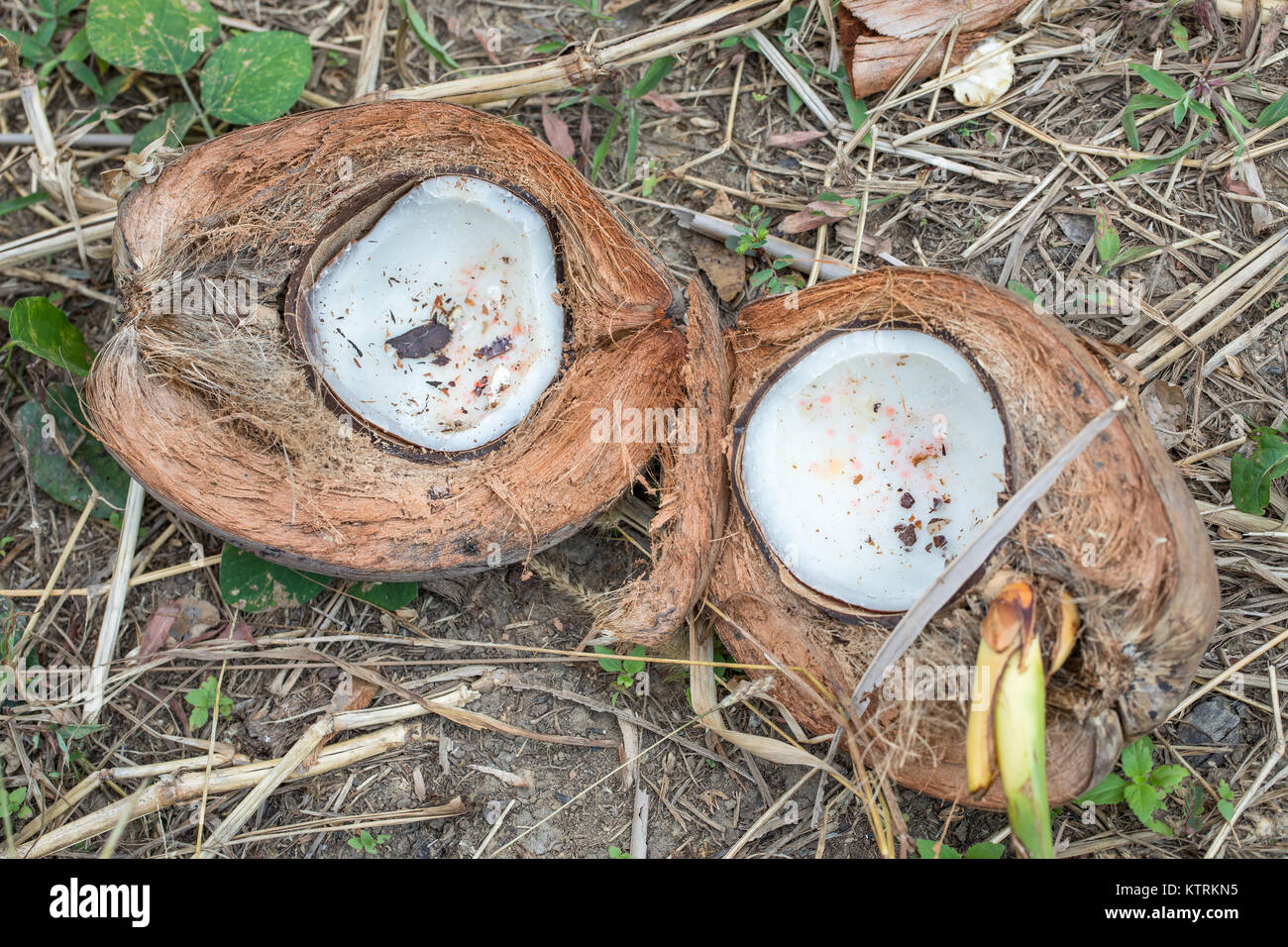 Coconut inside, Koh Chang, wild coconut trees, Thailand Stock Photo Alamy