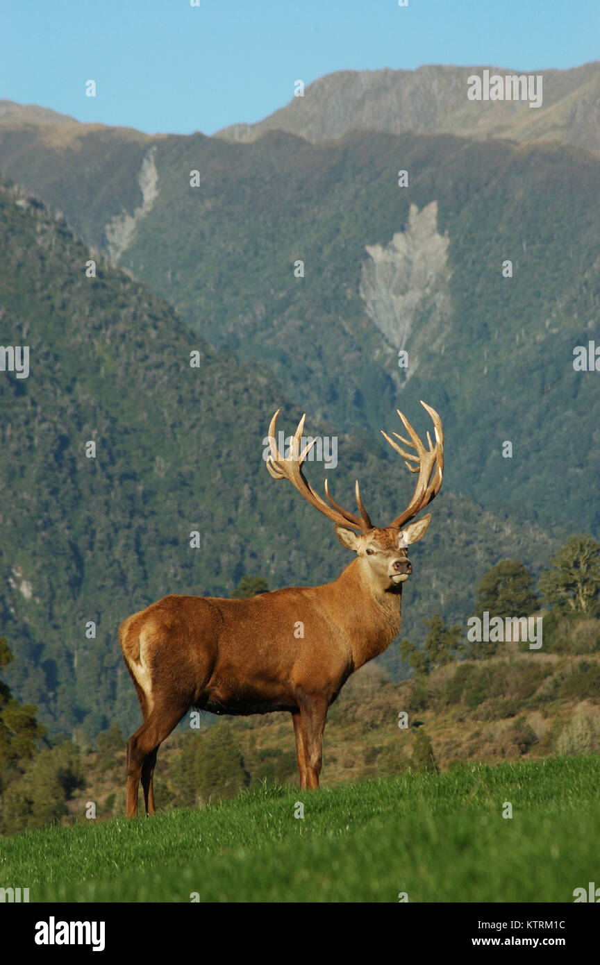 a 16 point red deer stag of 331 SCI, West Coast, South Island, New ...