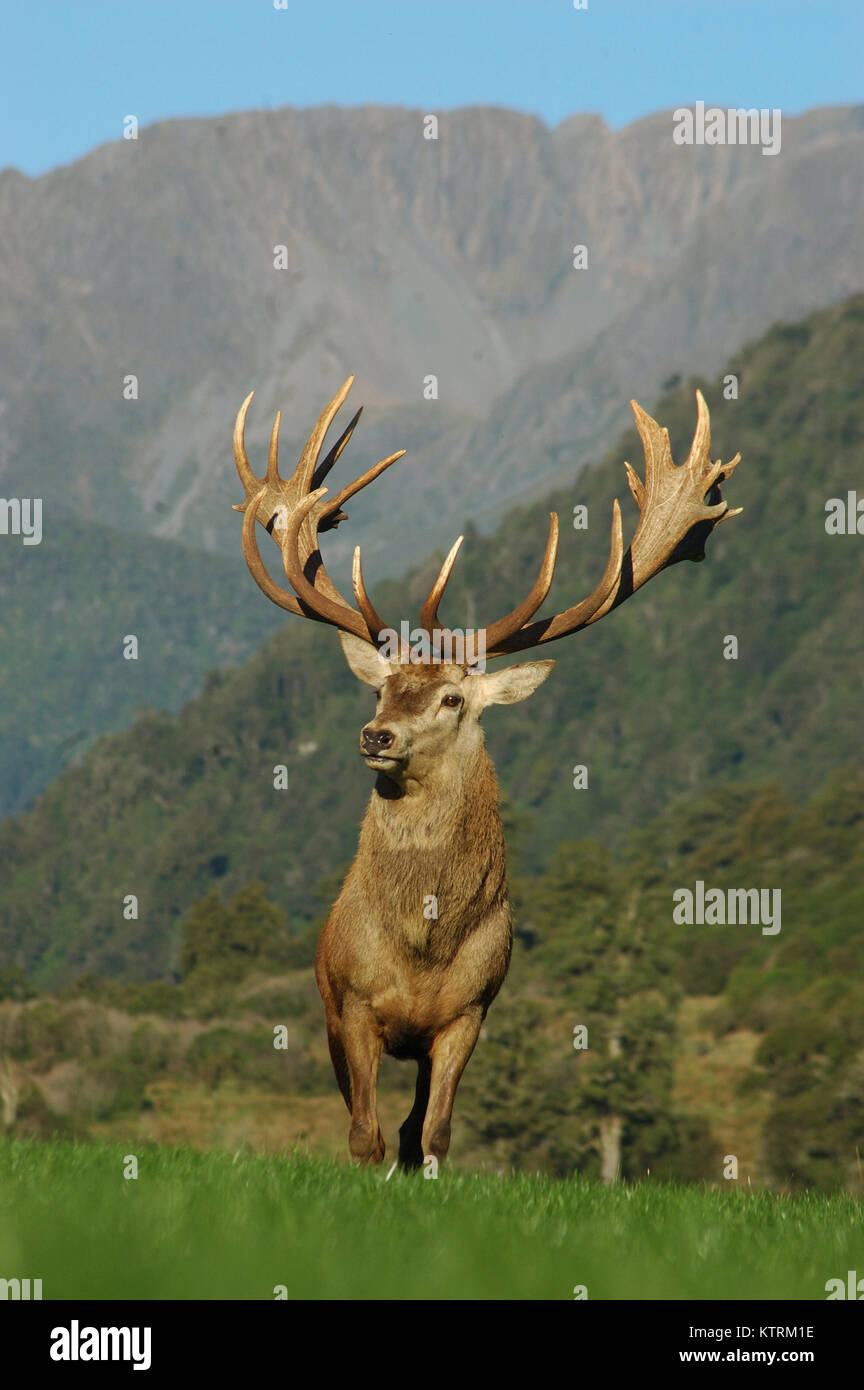 21 point red deer stag rated at 430 SCI, West Coast, South Island, New Zealand Stock Photo