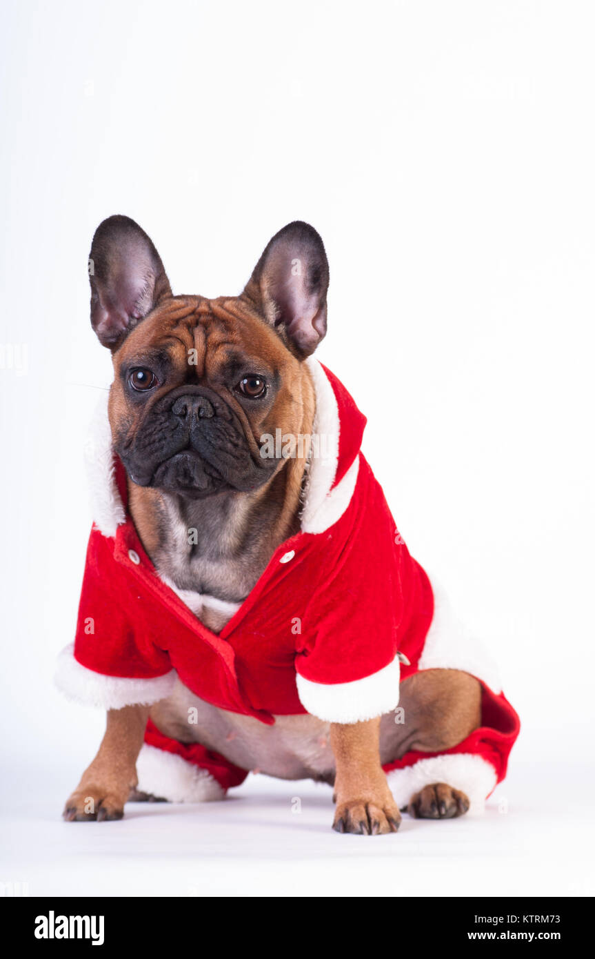 Funny french bulldog in Santa suit Stock Photo