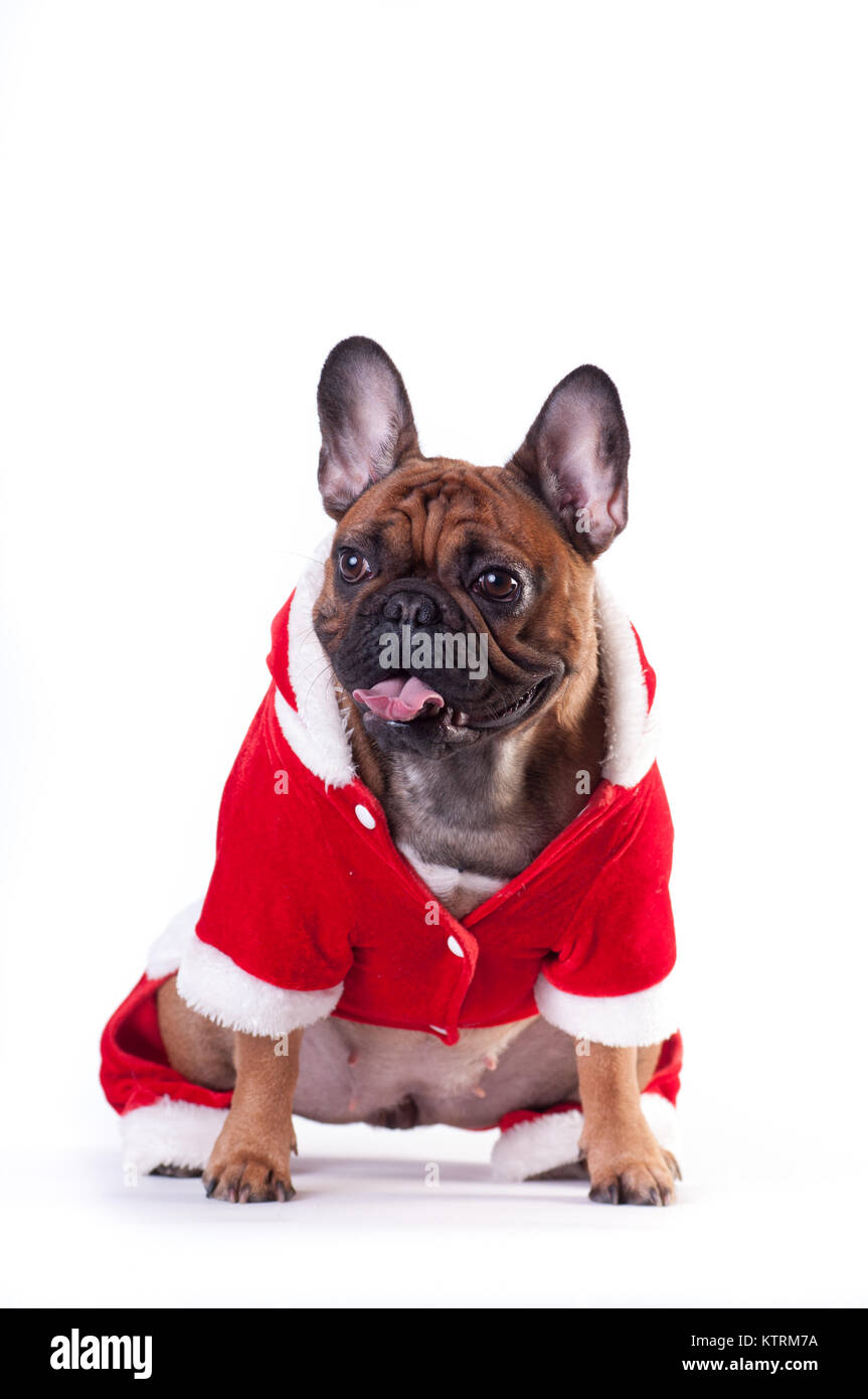 Funny french bulldog in Santa suit Stock Photo