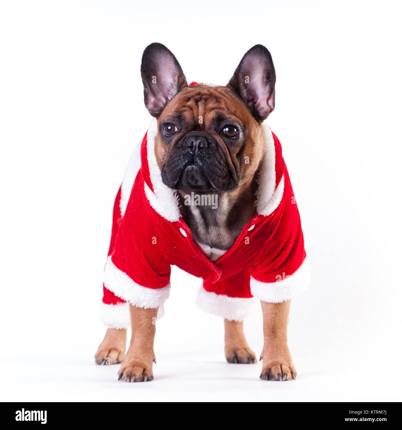 Funny french bulldog in Santa suit Stock Photo