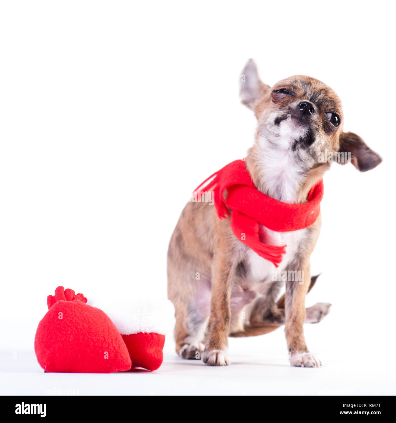 Little chihuahua in Santa suit Stock Photo