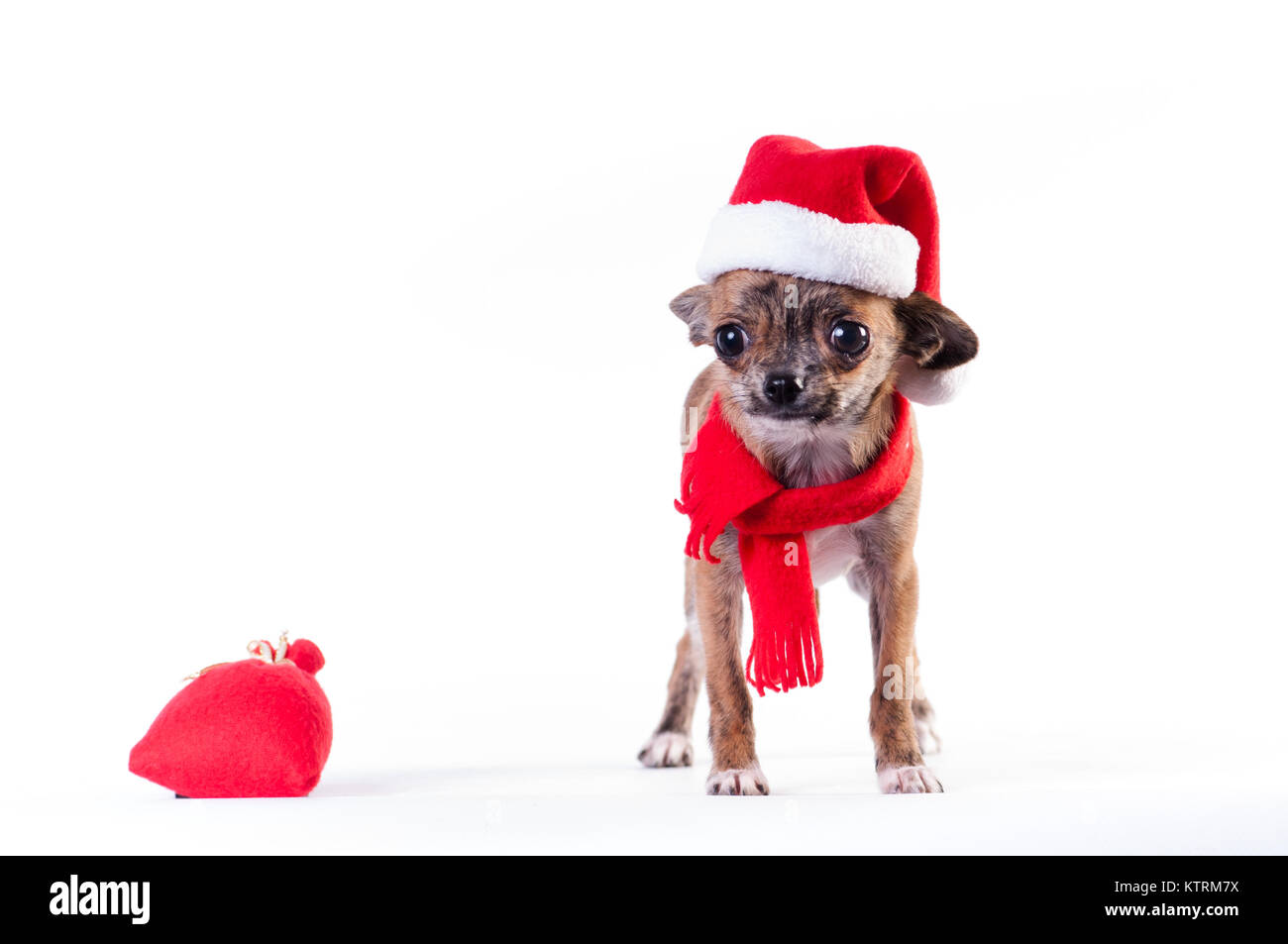 Little chihuahua in Santa suit Stock Photo