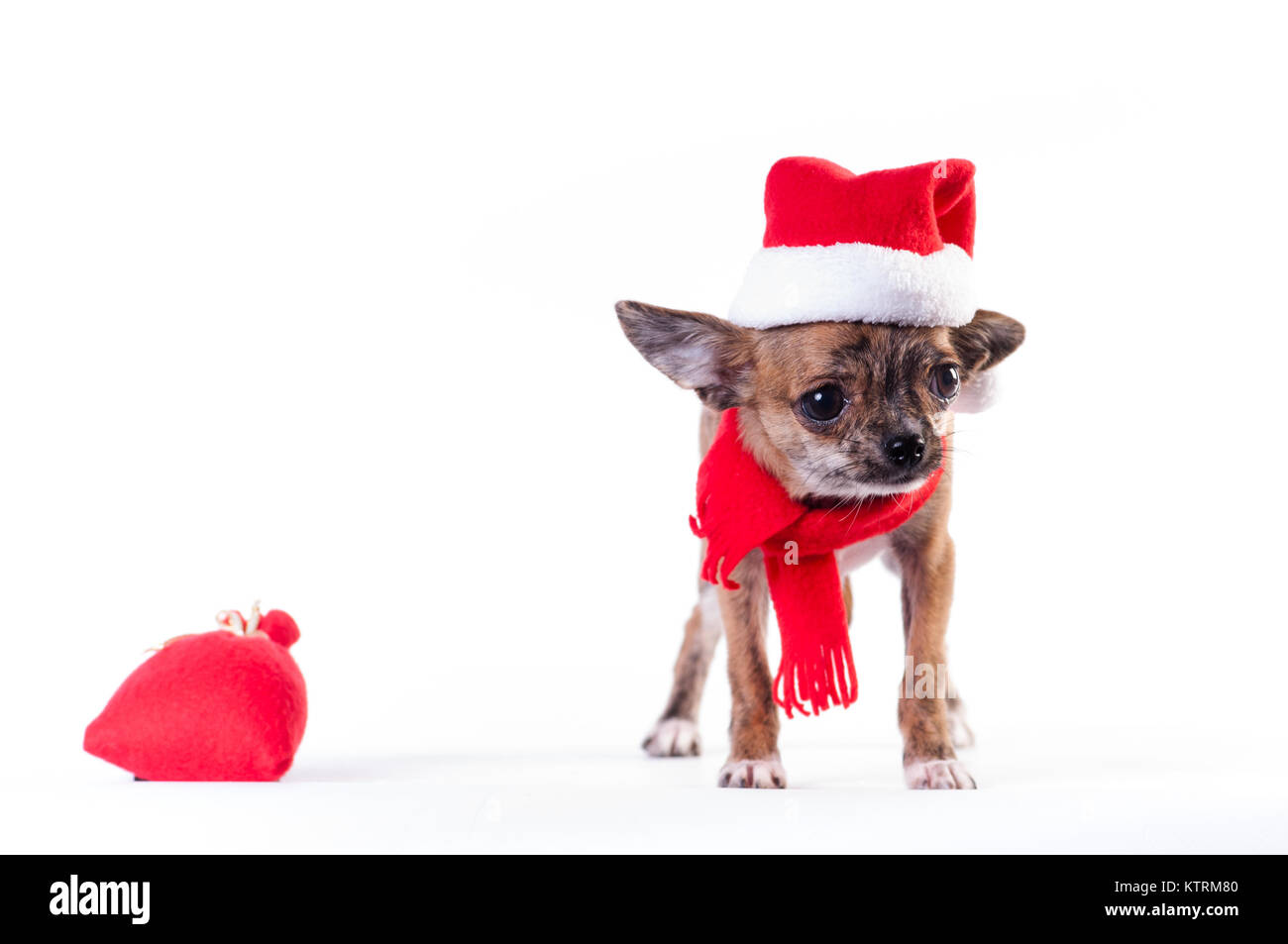 Little chihuahua in Santa suit Stock Photo