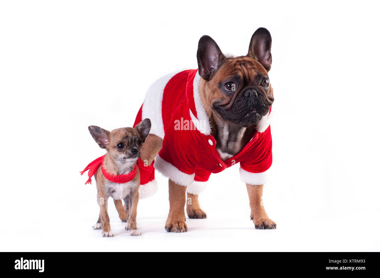 Two Funny dogs in Santa suit Stock Photo