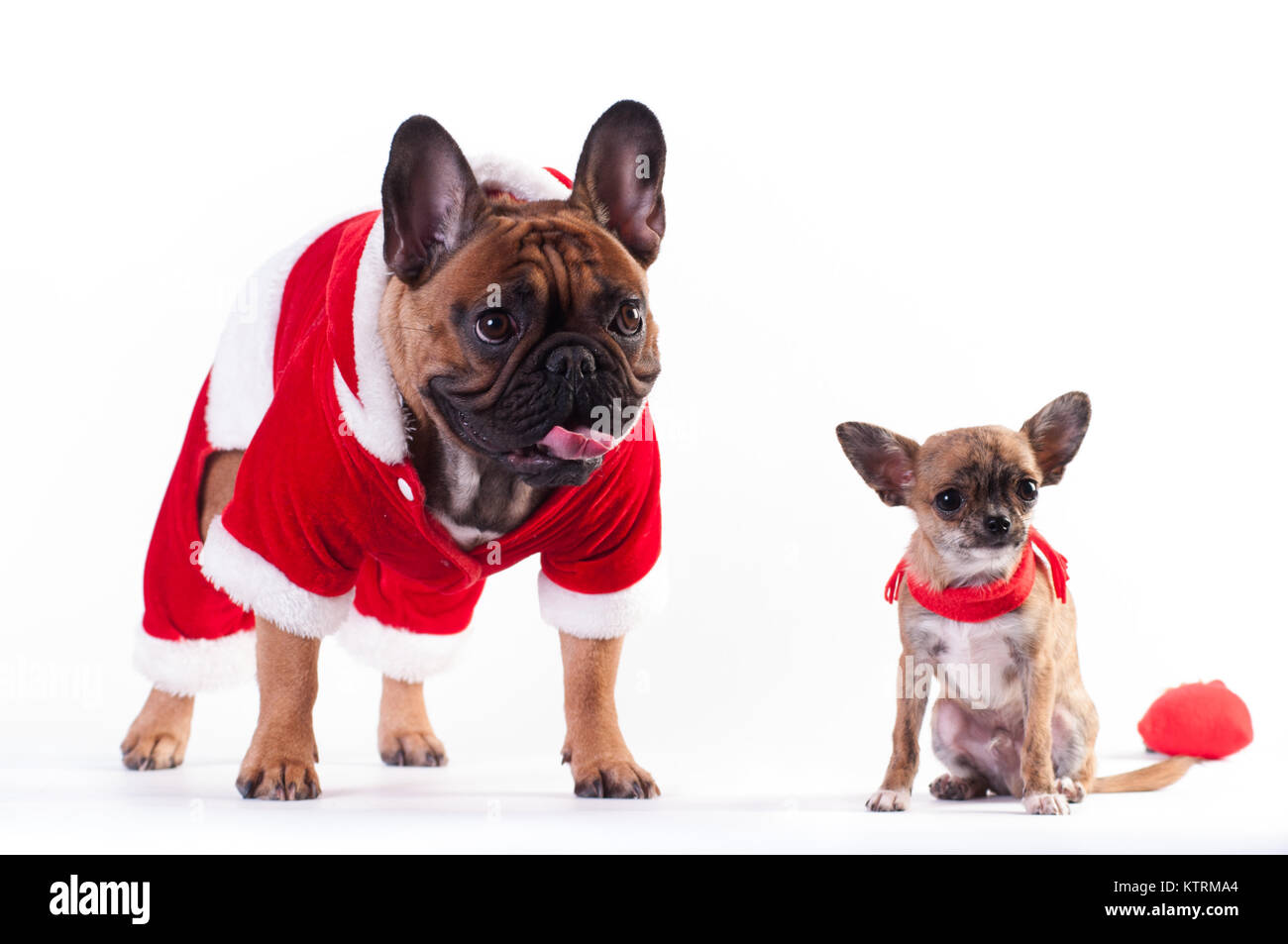 Two Funny dogs in Santa suit Stock Photo