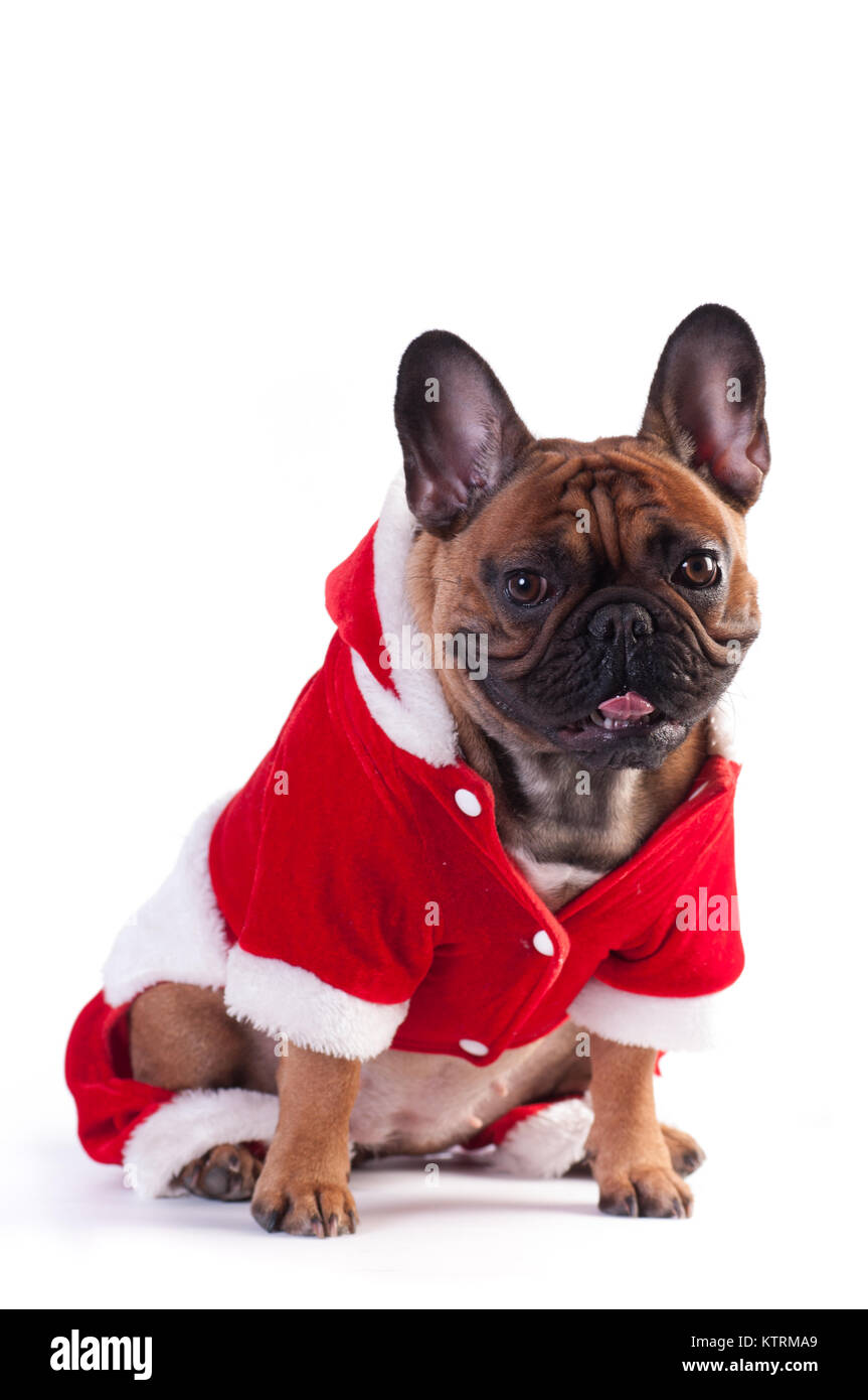 Funny french bulldog in Santa suit Stock Photo