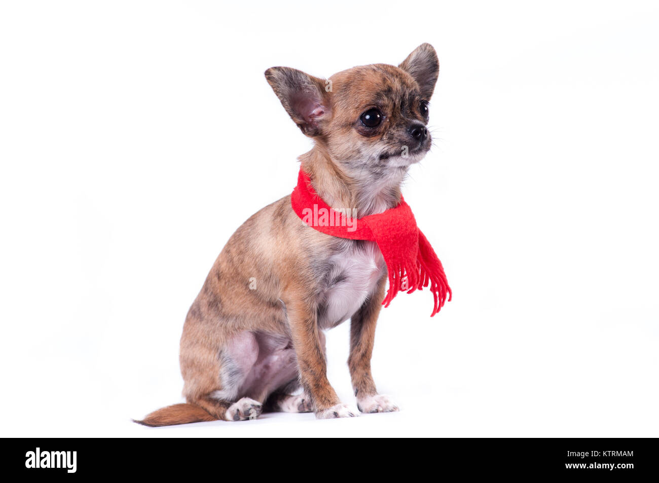 Little chihuahua in Santa suit Stock Photo