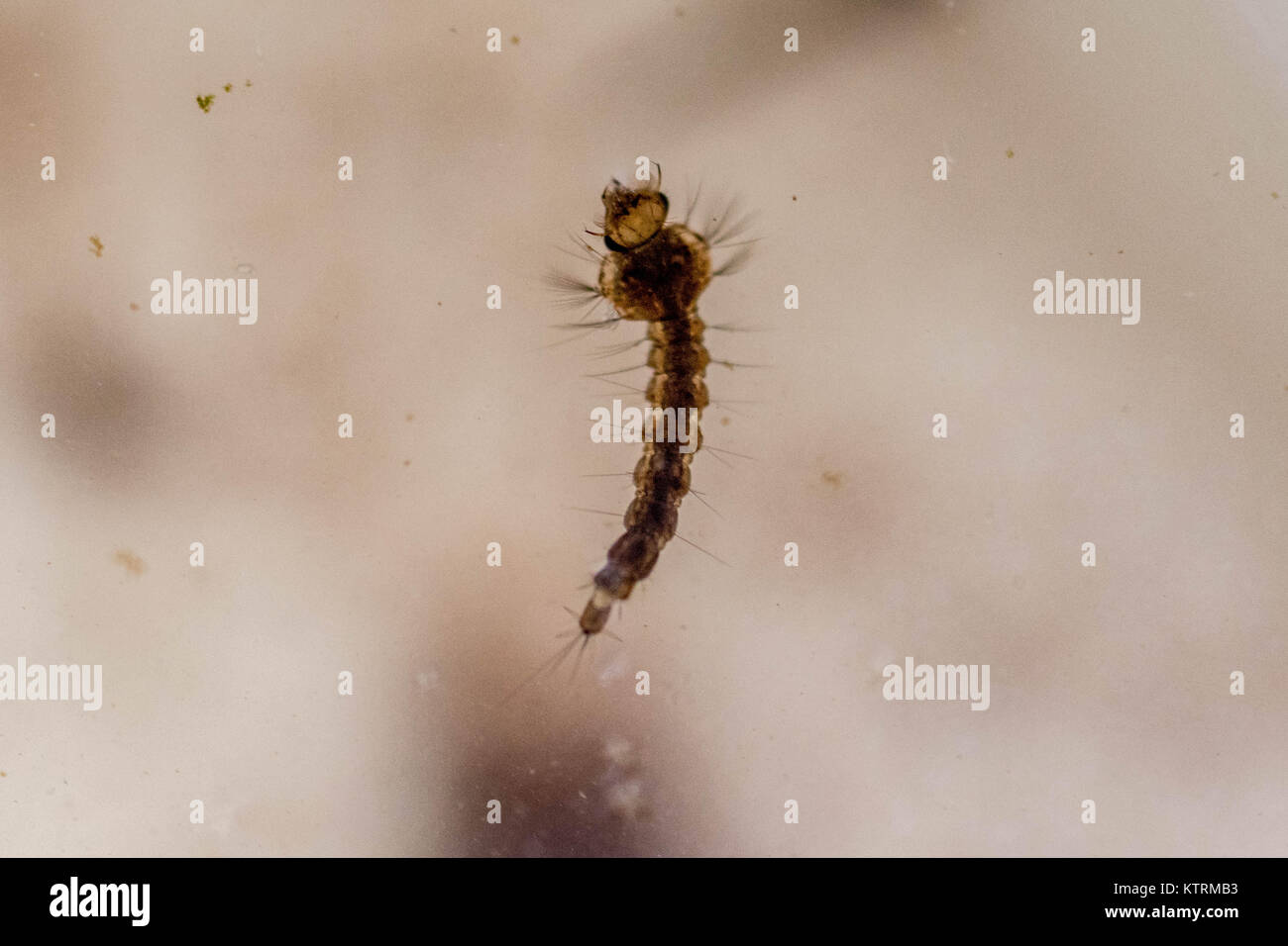 Microscopic view of mosquito larvae in a Petri dish Stock Photo