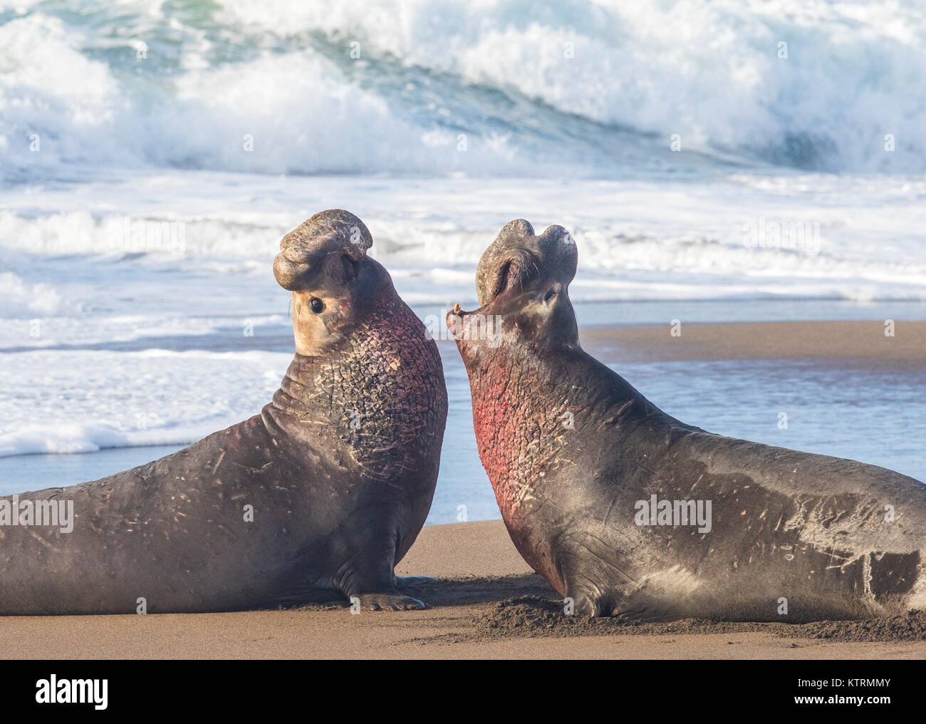 Northern elephant seals beach themselves on the shore at the Piedras Blancas Light Station Outstanding Natural Area January 19, 2017 in Point Piedras Blancas, California. Stock Photo