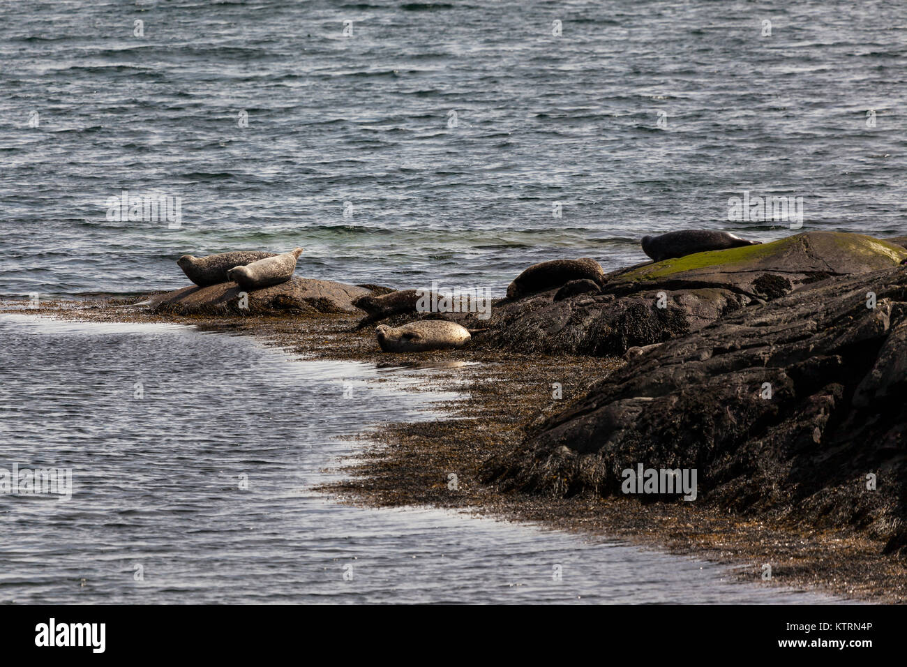 Grey seals on Isle of Skye Stock Photo