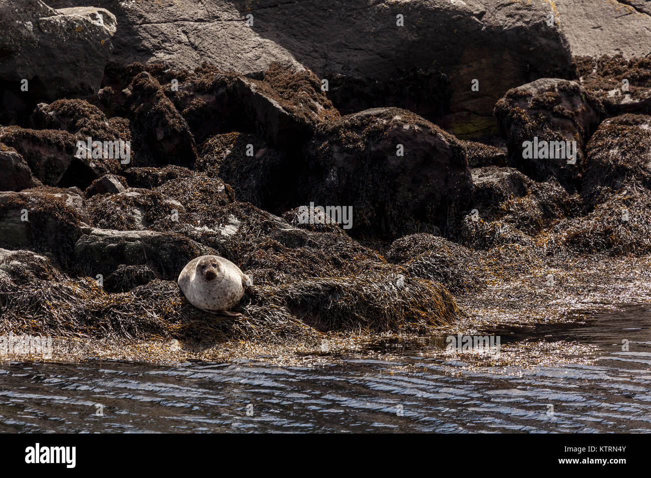 Grey seals on Isle of Skye Stock Photo
