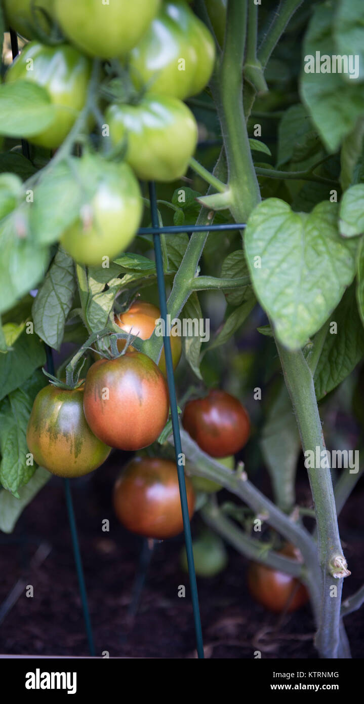 Ripening Heirloom Tomato Plants Being Watered in Garden Stock Photo Alamy