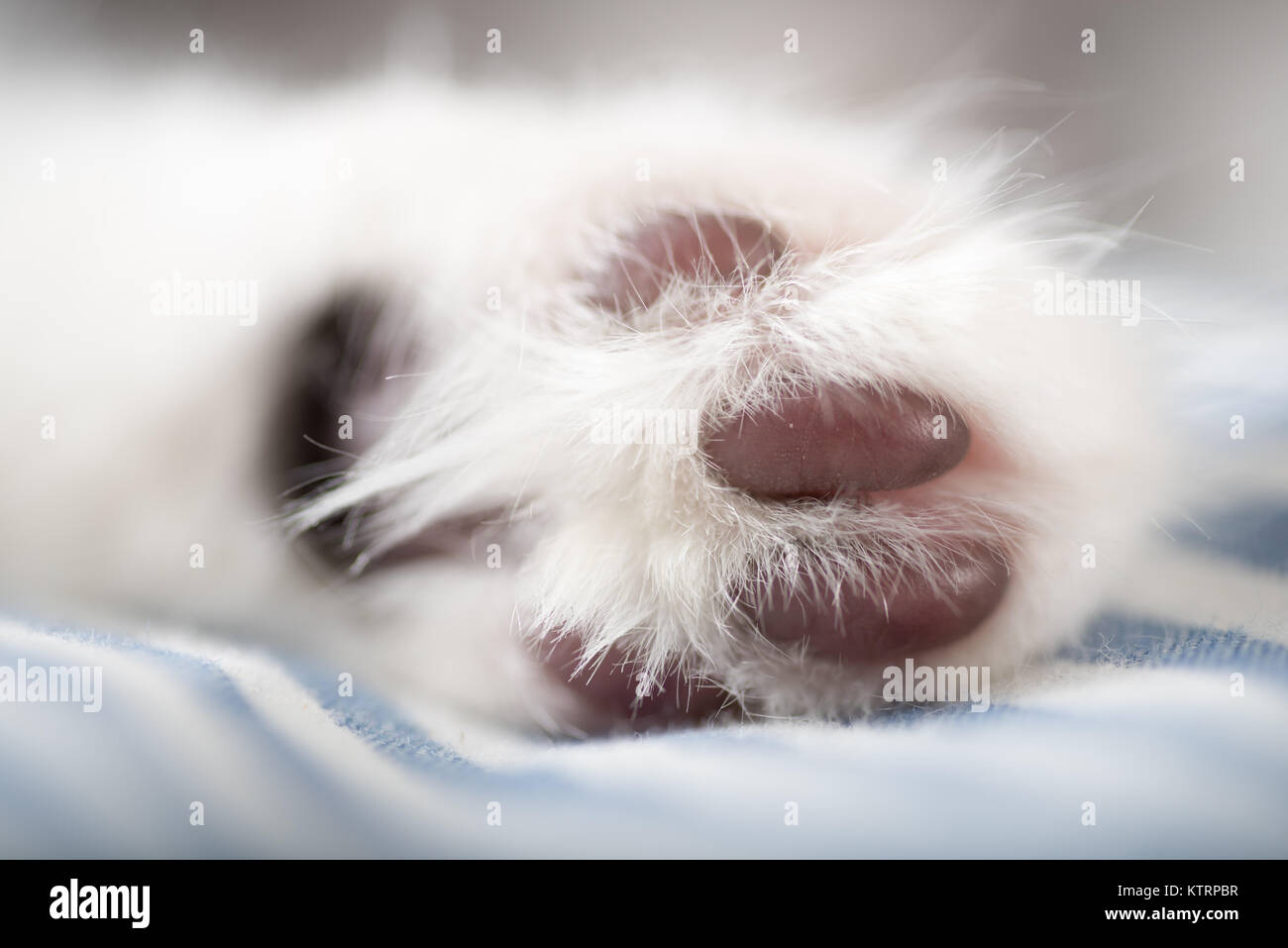 Close Up of Kitten's Paw Stock Photo Alamy