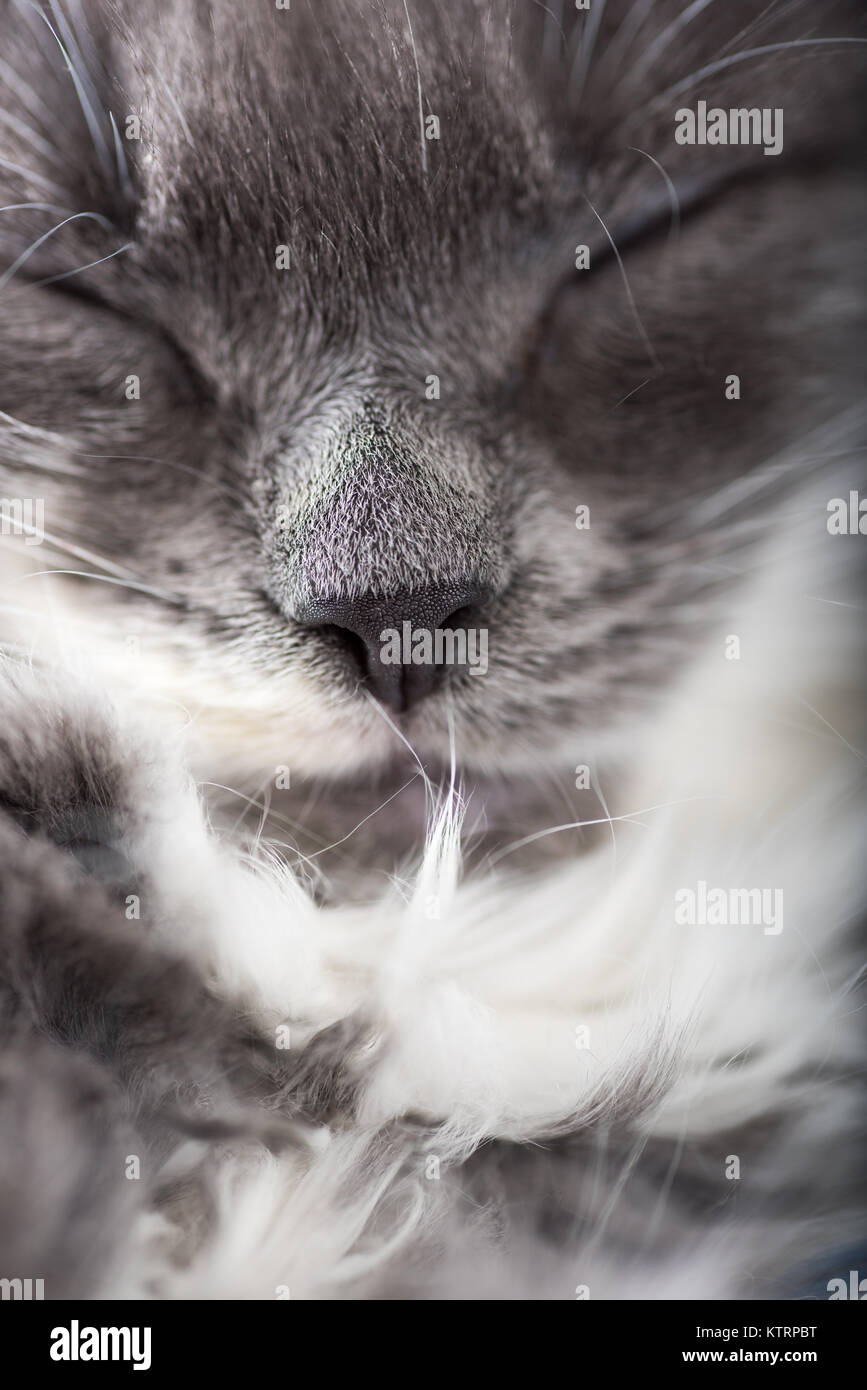 Adorable Gray and White Kitten Sleeping Stock Photo - Alamy