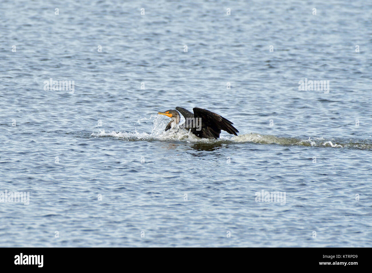 Double Crested Cormorant Playing over water Stock Photo
